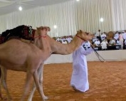 ADIHEX - The Abu Dhabi International Hunting and Equestrian Exhibition 2021 фото